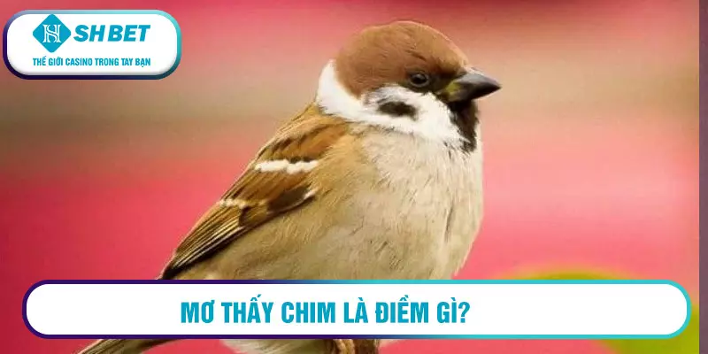 Mơ thấy chim là điềm gì?